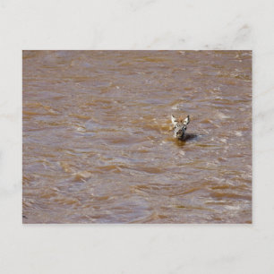 Zebra kruising briefkaart