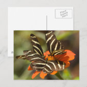 Zebra langwerpige bloem (heliconius charitonia) briefkaart (Voorkant / Achterkant)