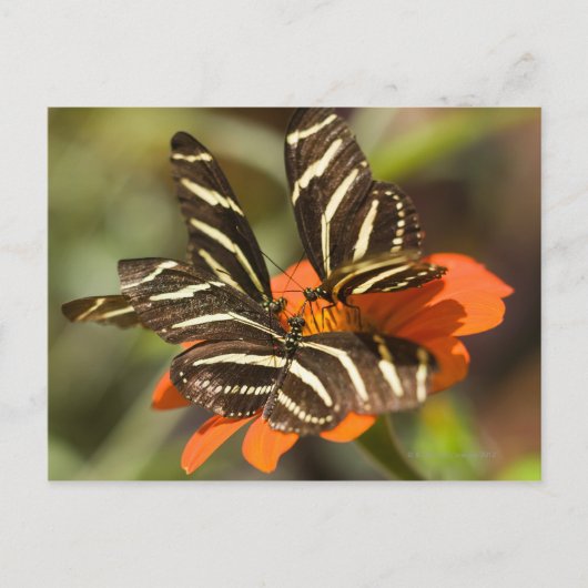 Zebra langwerpige bloem (heliconius charitonia) briefkaart (Voorkant)