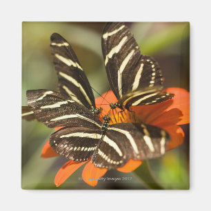 Zebra langwerpige bloem (heliconius charitonia) magneet