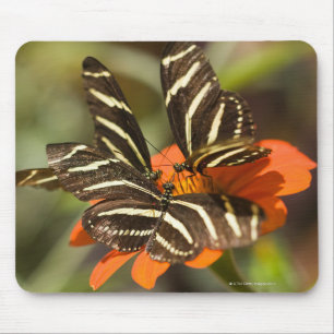 Zebra langwerpige bloem (heliconius charitonia) muismat
