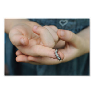 Zebra langwerpige stedenpijler foto afdruk