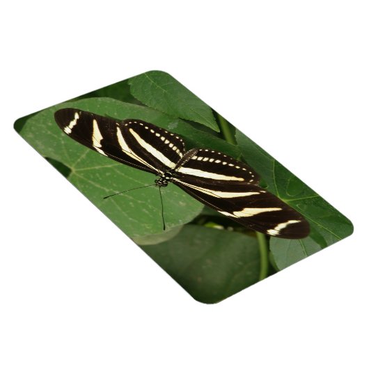 Zebra Langwerpvlinder Flexi Magnet Magneet (Rechterzijde)