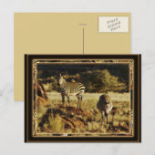 Zebra, les cartes postales du safari animalier de  (Devant / Derrière)