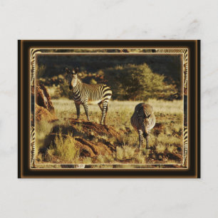 Zebra, les cartes postales du safari animalier de 