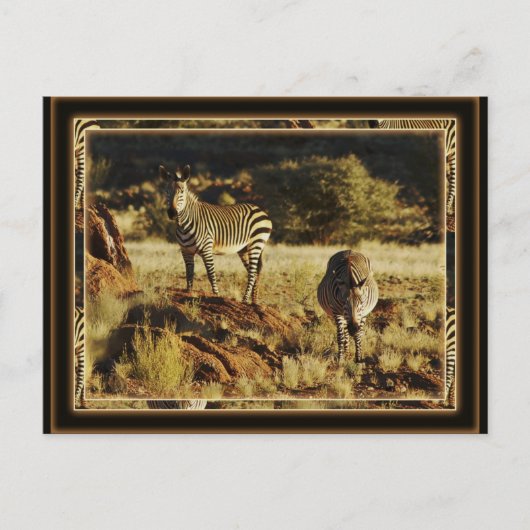 Zebra, les cartes postales du safari animalier de  (Devant)