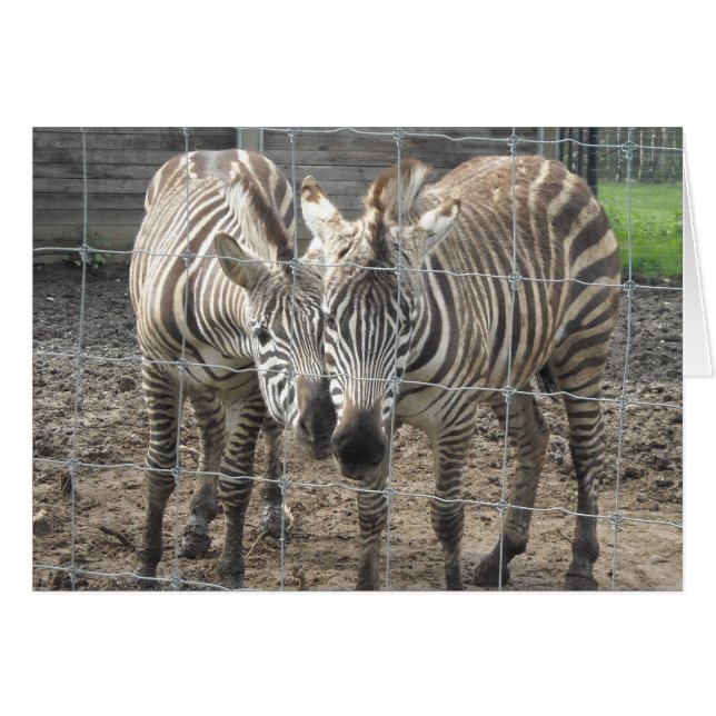 Zebra Liefde - blanco (Voorkant Horizontaal)