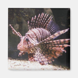 Zebra Lion Fish Magnet Magneet