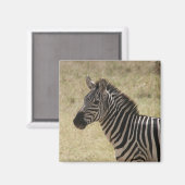 zebra lone magneet (Voorkant / Achterkant)