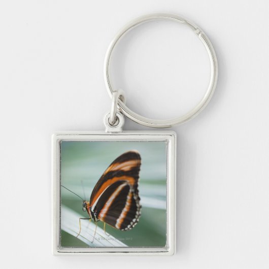 Zebra Long Wing Butterfly Sleutelhanger (Voorkant)