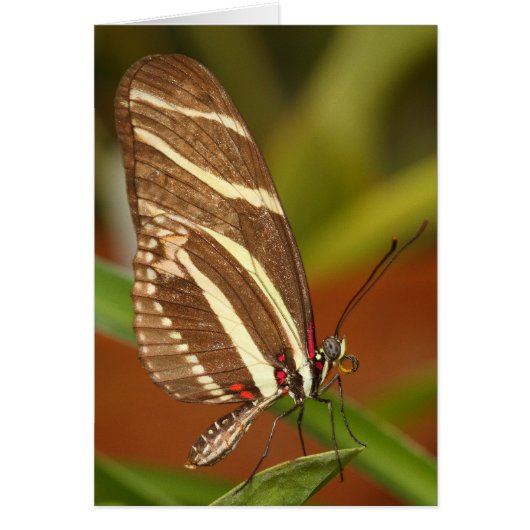 Zebra-longkaart (Voorkant)