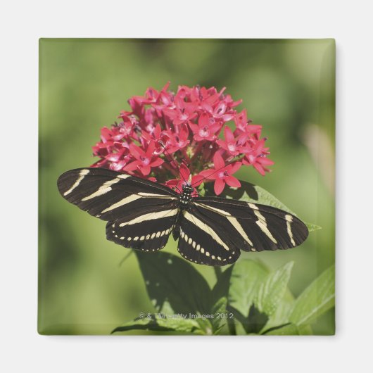 Zebra-longvlinder, Heliconius Magneet (Voorkant)