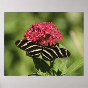 Zebra-longvlinder, Heliconius Poster