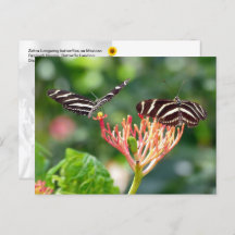 Zebra Longwing Butterflies, FL - briefkaart