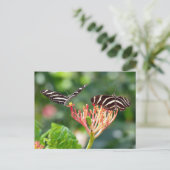 Zebra Longwing Butterflies, FL - briefkaart (Staand voorkant)
