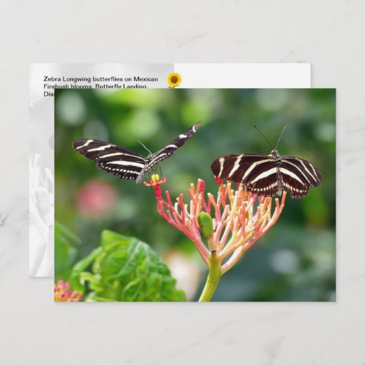 Zebra Longwing Butterflies, FL - briefkaart (Voorkant / Achterkant)
