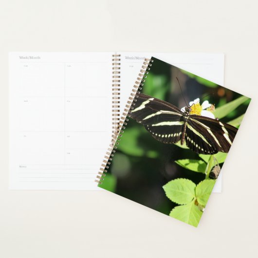Zebra Longwing Butterfly (Devant avec enveloppe)