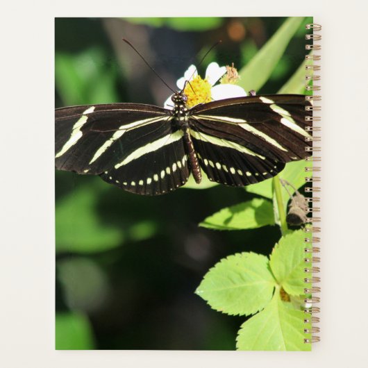 Zebra Longwing Butterfly (Dos)