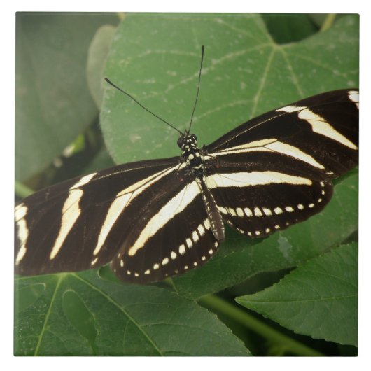Zebra Longwing Butterfly Tegel Tegeltje (Voorkant)