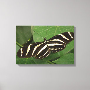 Zebra Longwing Vlinder Canvas Print