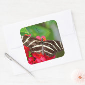 Zebra Longwing Vlinder Natuur Foto Vierkante Sticker (Envelop)