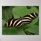 Zebra Longwing Vlinder Print (Voorkant)