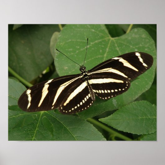 Zebra Longwing Vlinder Print (Voorkant)