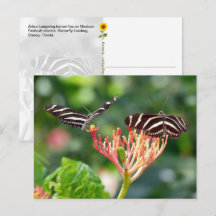 Zebra Longwing Vlinders, FL – ansichtkaart