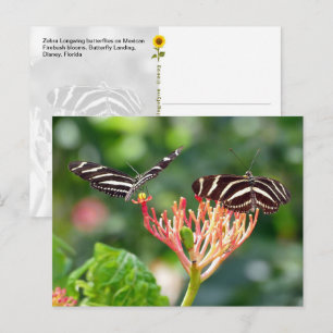 Zebra Longwing Vlinders, FL – ansichtkaart Briefkaart