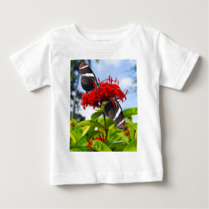 Zebra longwing vlinders op rode bloemen