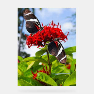 Zebra longwing vlinders op rode bloemen acryl bord