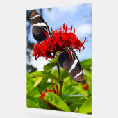 Zebra longwing vlinders op rode bloemen acryl bord (Hoek)