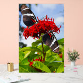 Zebra longwing vlinders op rode bloemen acryl bord (Huwelijk)