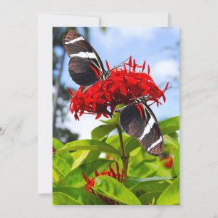 Zebra longwing vlinders op rode bloemen feestdagenkaart