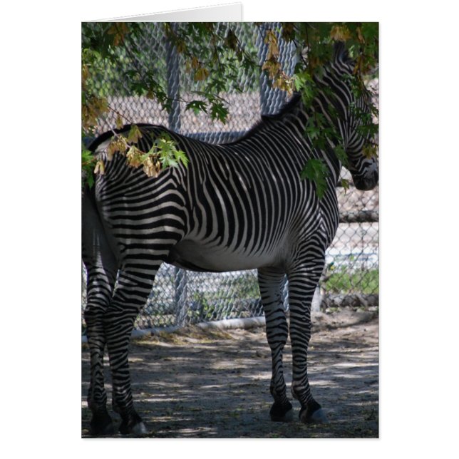Zebra Love (Devant)