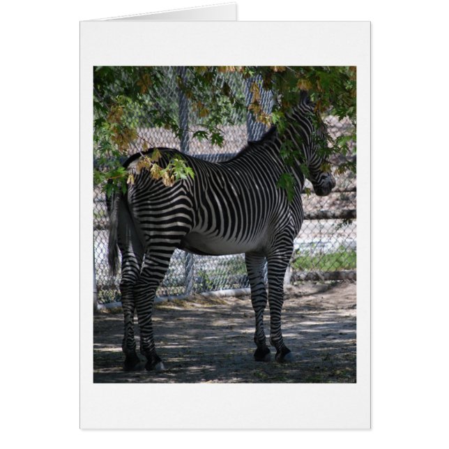 Zebra Love (Voorkant)