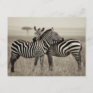 Zebra Love Briefkaart