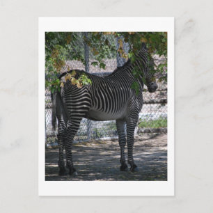 Zebra Love Briefkaart