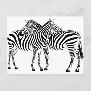 Zebra Love Briefkaart
