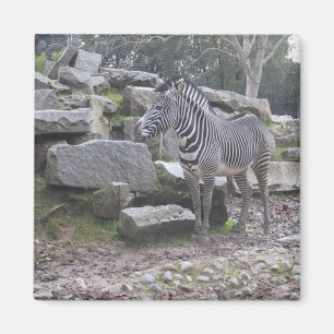 Zebra Magneet
