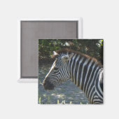 Zebra magneet (Voorkant / Achterkant)