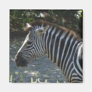 Zebra magneet