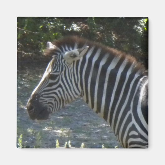Zebra magneet (Voorkant)
