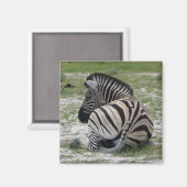 Zebra Magnet Magneet (Voorkant / Achterkant)