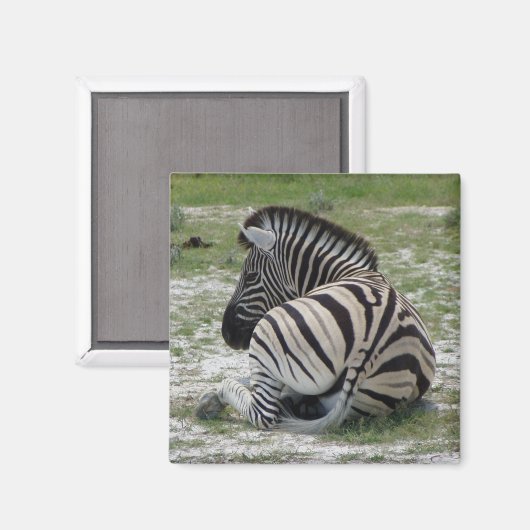 Zebra Magnet Magneet (Voorkant / Achterkant)