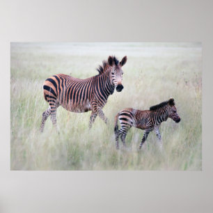 Zebra moeder en baby poster