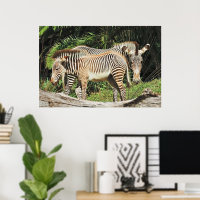 Zebra Moeder & Veulen 36 x 24 Foto Poster