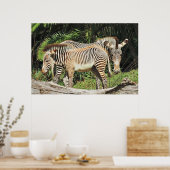Zebra Mom & Foal 36 x 24 Photo Poster (Cuisine)