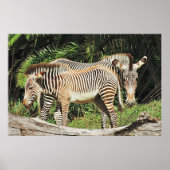 Zebra Mom & Foal 36 x 24 Photo Poster (Devant)