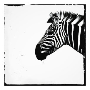 Zebra Monochroom Minimalisme Foto Afdruk